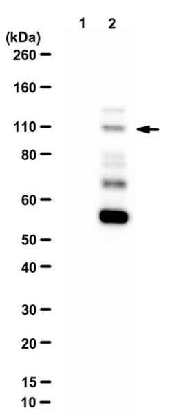 MilliporeSigma TET3, Rabbit, Unlabeled, Polyclonal, 100&mu;g; Unlabeled:Antibodies,